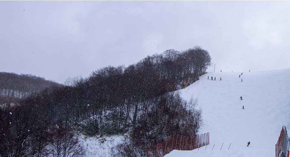 hakuba47_treeriding