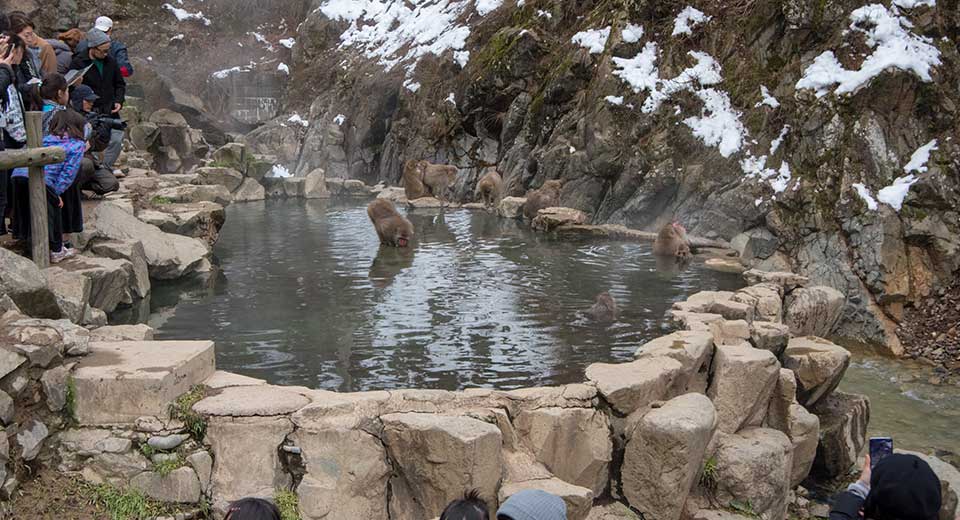 onsen_snow_monkey