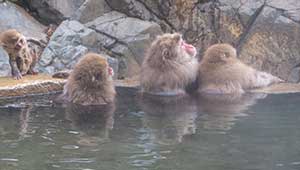 snow_monkey_park